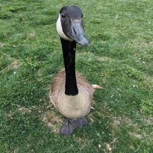 Meet your Posher, Elis